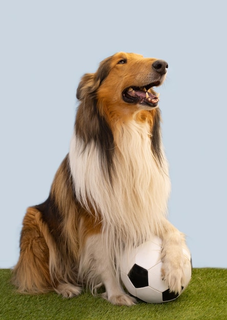 Portret psa collie pozującego z piłką nożną