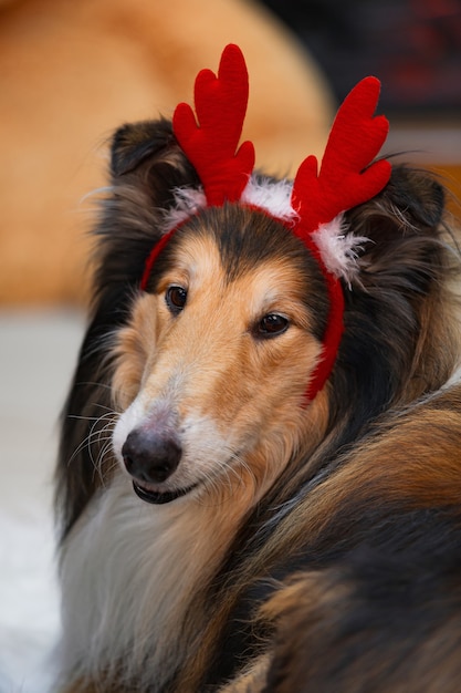 Zdjęcie portret psa collie w noworocznych rogach jelenia