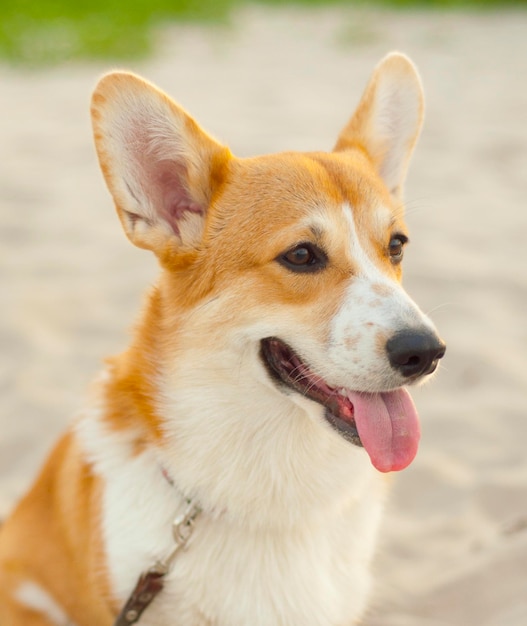 Portret psa corgi na spacer nad brzegiem rzeki