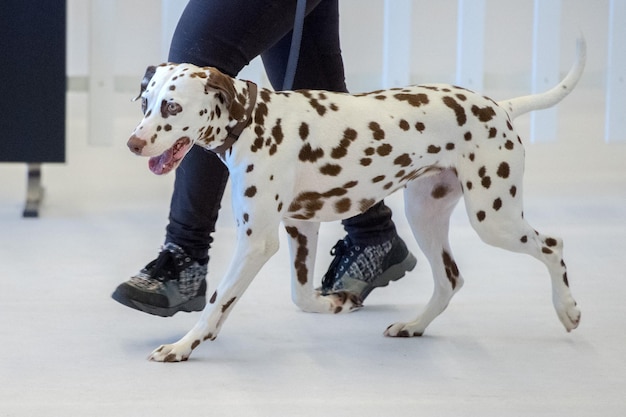Portret psa dalmatyńczyka z bliska na białym grzbiecie