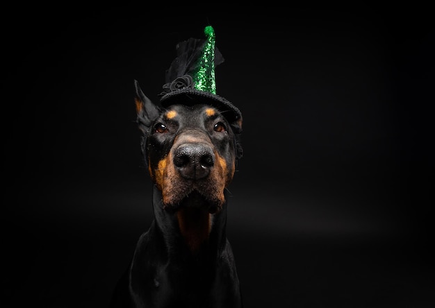 Portret psa dobermana w nakryciu głowy Karnawał lub Halloween