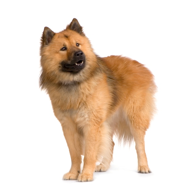 Portret psa Eurasier na białym tle