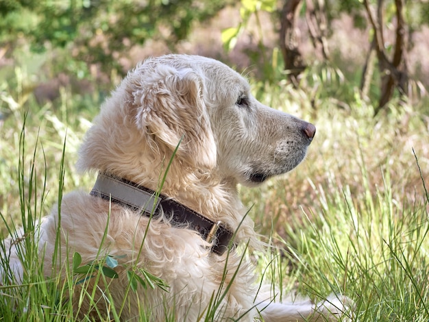 Portret Psa Golden Retriever