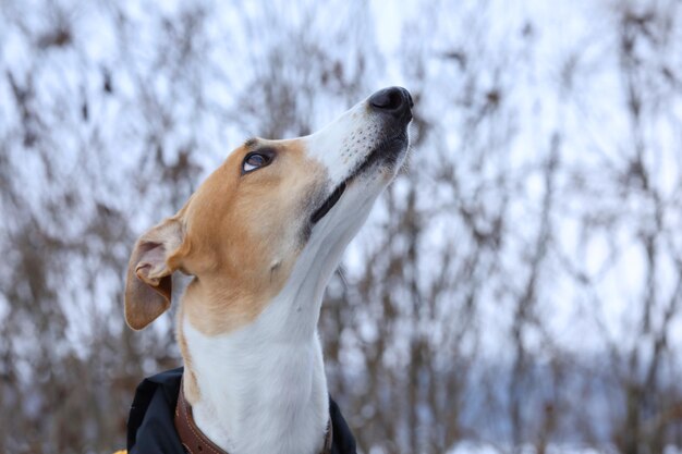 portret psa greyhound na świeżym powietrzu Greyhound w tle przyrody
