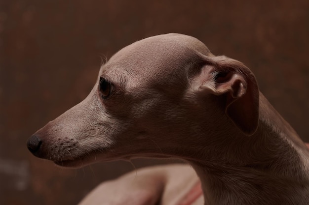 Portret psa Greyhounda włoskiego brązowy kolor pozowanie na białym tle na tle studia czekoladowego