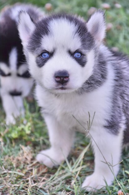 Zdjęcie portret psa husky na polu