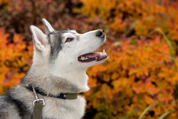 Portret Psa Husky Na Tle Pomarańczowych Liści