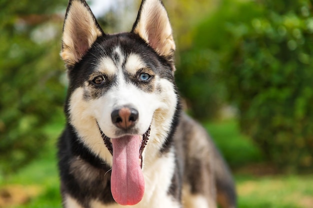 Portret psa Husky piękne zdjęcie Selektywna ostrość