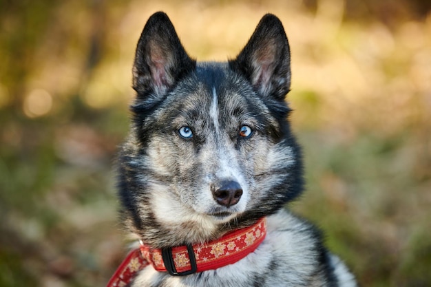 Portret psa husky syberyjski z niebieskimi oczami i szarym kolorem sierści słodkiej rasy psów zaprzęgowych