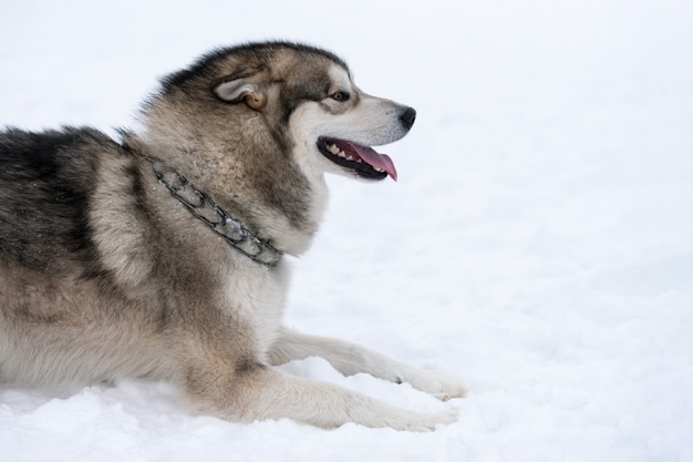 Portret psa Husky, tło zima śnieg. Zabawny zwierzak na spacerze przed szkoleniem psów zaprzęgowych.