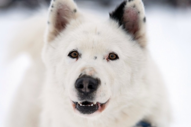 Portret psa Husky, tło zima śnieg