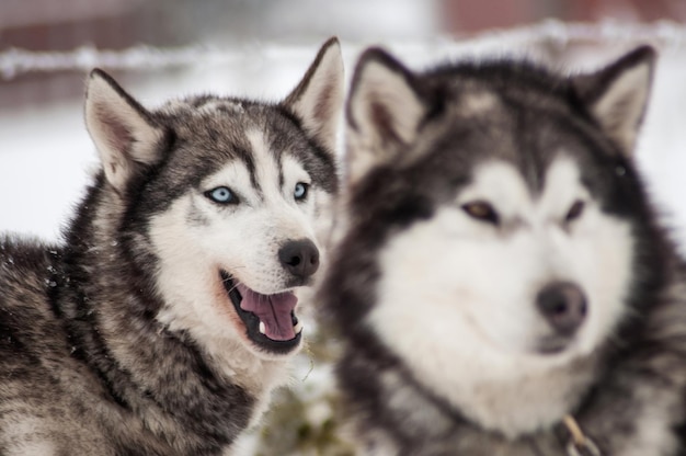 Zdjęcie portret psa husky