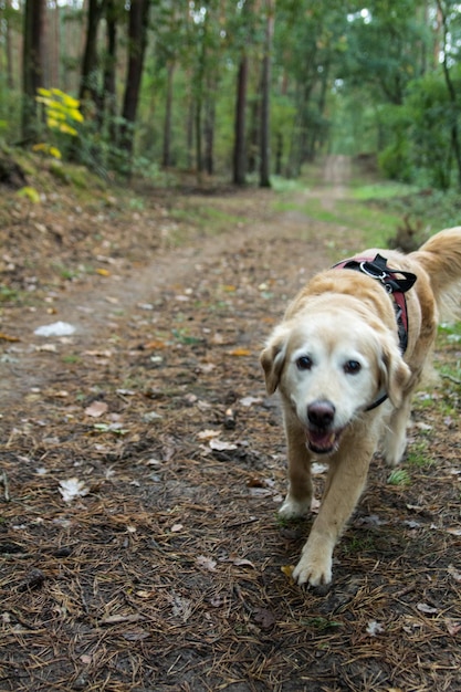 Portret psa idącego po polu w lesie