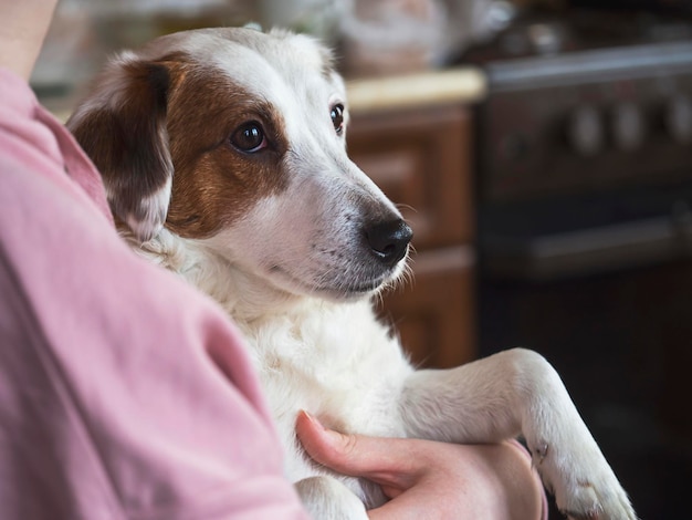 Portret psa Jack Russell w ramionach mężczyzny Koncepcja przyjaźni rodzina zwierząt domowych