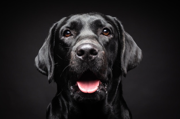 Portret psa Labrador Retriever na izolowanym czarnym tle Zdjęcie zostało zrobione na zdjęciu Studio