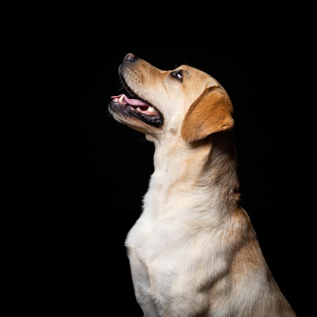 Portret psa Labrador Retriever na odosobnionym czarnym tle Jest bardzo wesoły i szczęśliwy