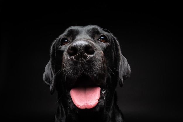 Portret psa Labrador Retriever na odosobnionym czarnym tle