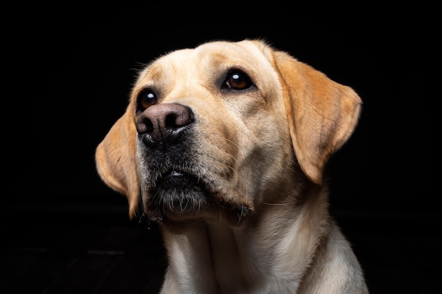 Portret psa Labrador Retriever na odosobnionym czarnym tle