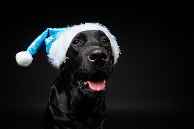 Portret psa Labrador Retriever w kapeluszu Świętego Mikołaja na białym tle na czarnym tle