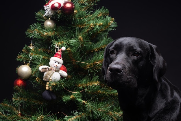 Portret psa Labrador Retriever w pobliżu zielonego drzewa sylwestrowego