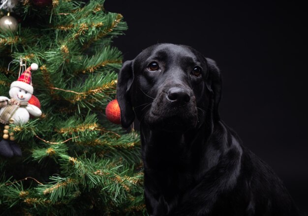 Portret psa Labrador Retriever w pobliżu zielonego drzewa sylwestrowego
