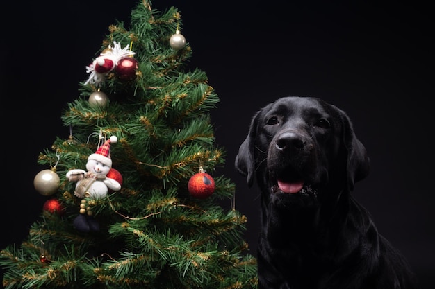 Portret psa Labrador Retriever w pobliżu zielonego drzewa sylwestrowego