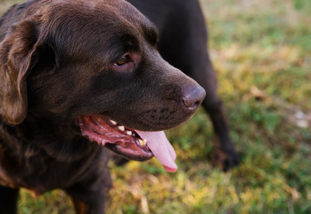 Portret Psa Labrador. Wełna Ma Kolor Czekoladowy. Zwierzę Na Spacerze.