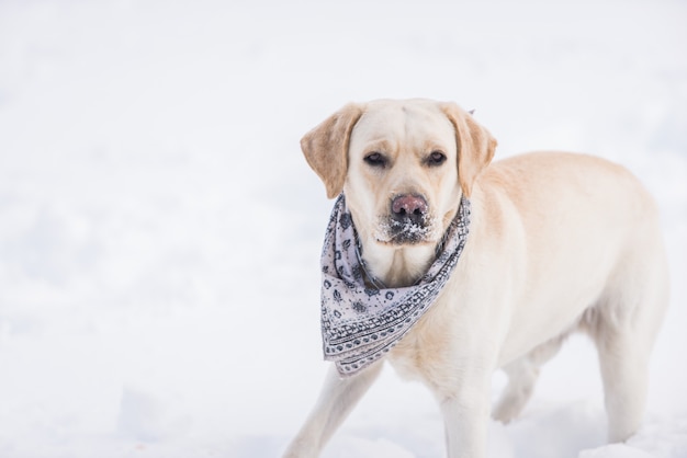 Portret psa Labrador