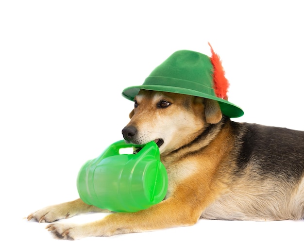 Portret psa mieszańca w bawarskim kapeluszu i kufel piwa