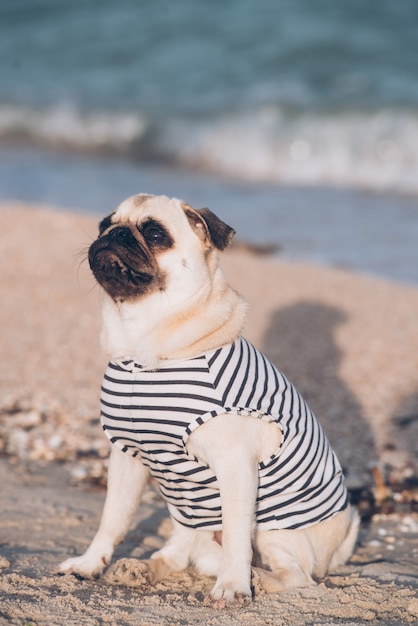 Portret psa mopa na plaży