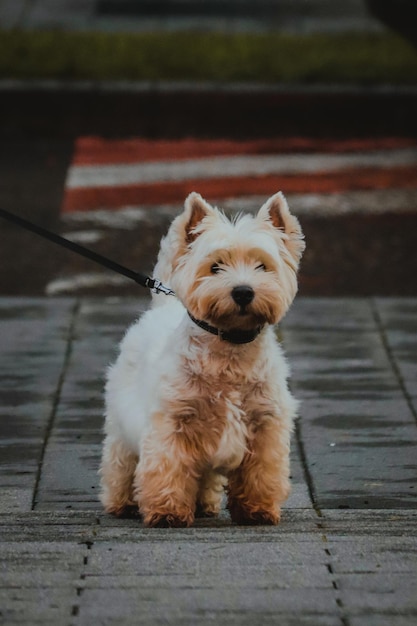 Zdjęcie portret psa na chodniku