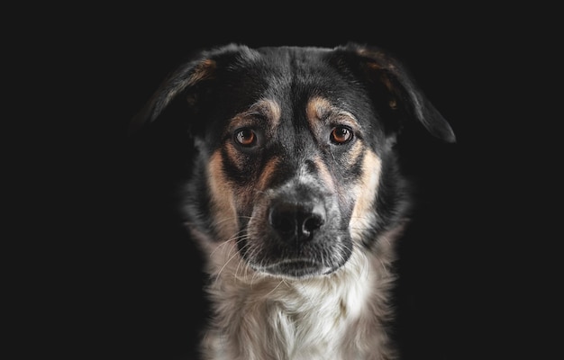 Portret psa na czarnym tle