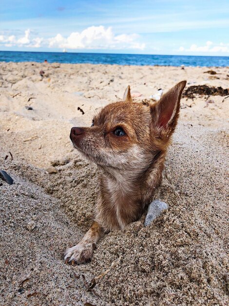 Portret psa na plaży