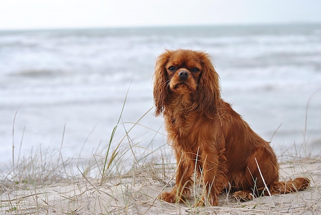 Portret psa na plaży