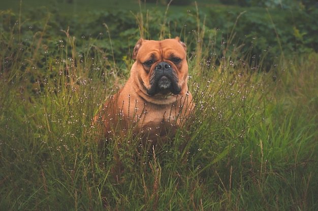 Zdjęcie portret psa na polu