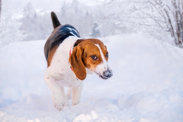 Portret psa rasy beagle amerykański spaceru w śniegu na aparacie w zimie w parku