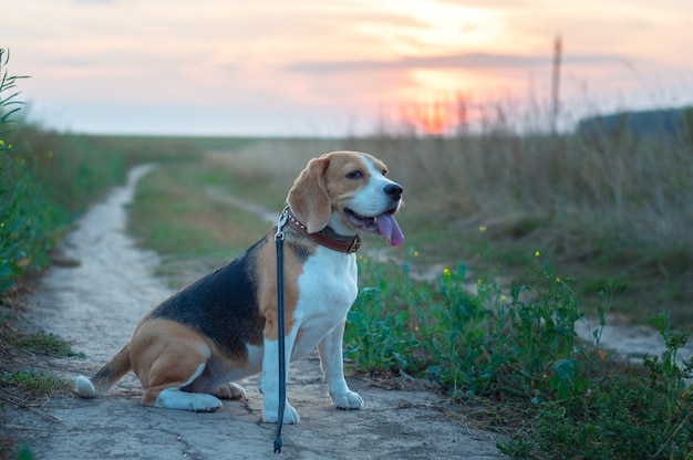 Portret psa rasy Beagle na tle pięknego nieba zachód słońca latem po deszczu podczas spaceru w przyrodzie