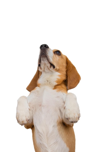 Portret psa rasy beagle stojącego jak królik na białym tle