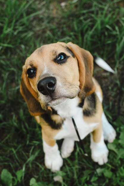 Portret psa rasy beagle w zbliżeniu trawy latem