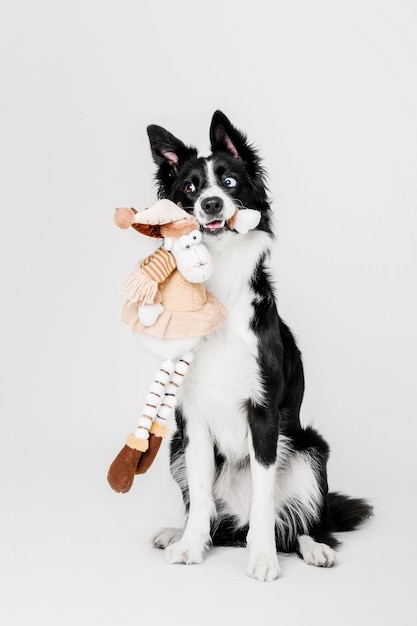 Portret Psa Rasy Border Collie Na Białym Tle