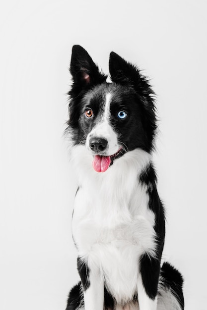 Portret psa rasy Border Collie na białym tle