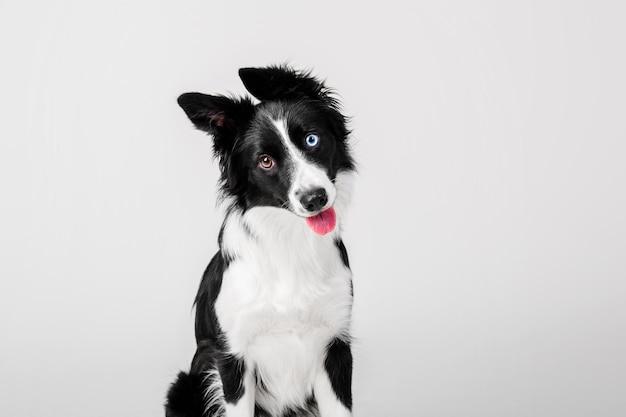 Portret psa rasy Border Collie na białym tle