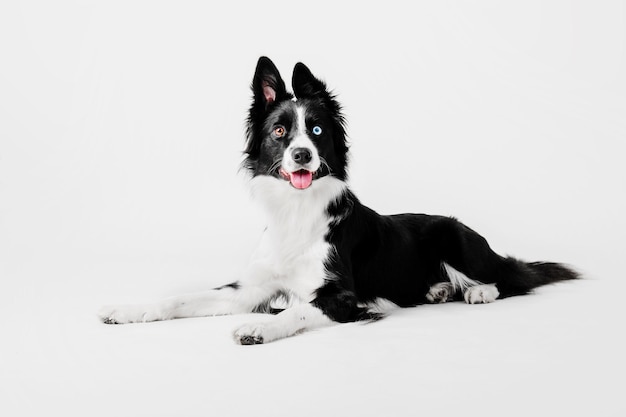 Portret psa rasy Border Collie na białym tle