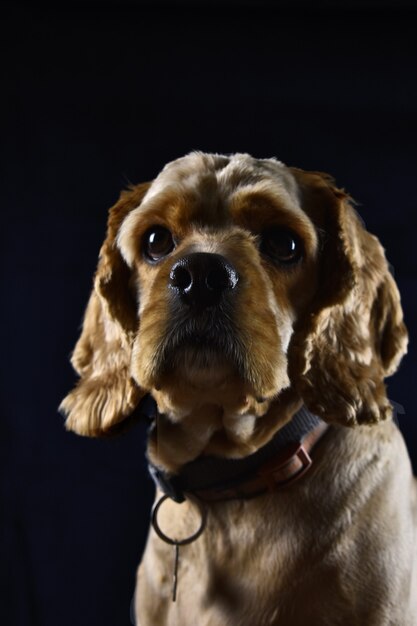 Portret psa rasy Cocker Spaniel