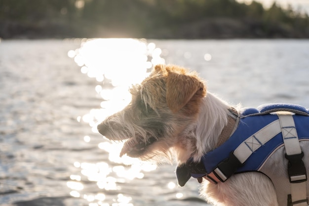 Portret psa rasy Jack Russell Terrier w niebieskiej kamizelce ratunkowej w podświetleniu na jeziorze