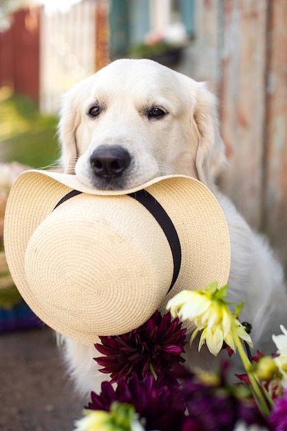 Portret psa rasy labrador retriever z kapeluszem w zębach