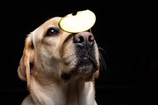 Portret psa rasy labrador retriever z kawałkiem jabłka na nosie