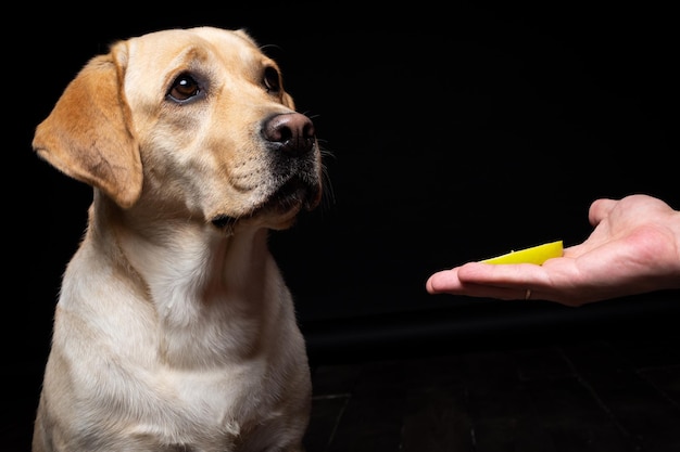 Portret psa rasy labrador retriever z kawałkiem jabłka na nosie