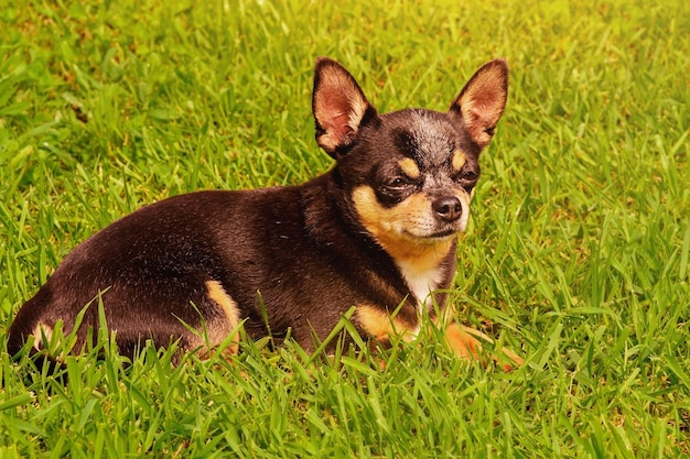 Portret psa rasy mini Pies chihuahua leży na zielonej trawie w słoneczny dzień