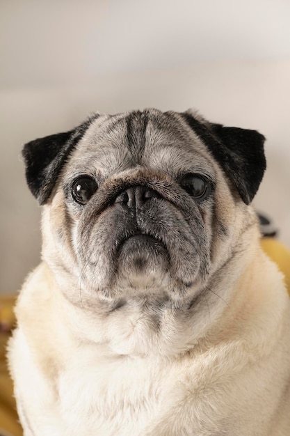Portret psa rasy mops z uroczą twarzą. Domowy pies leżący na kanapie